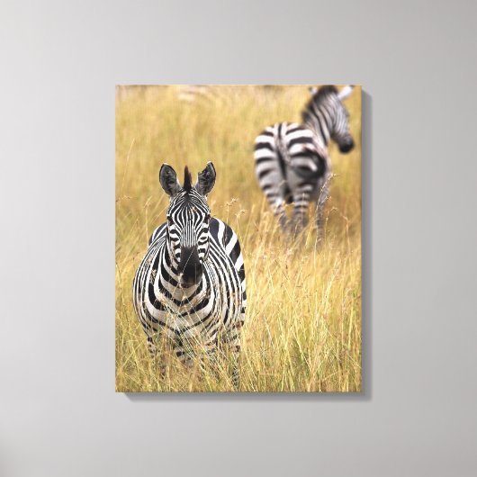 Zebras, langwerpig gras canvas afdruk (Voorkant)