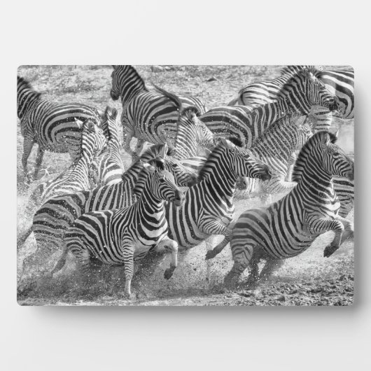 Zebras loopt fotoplaat (voorkant)