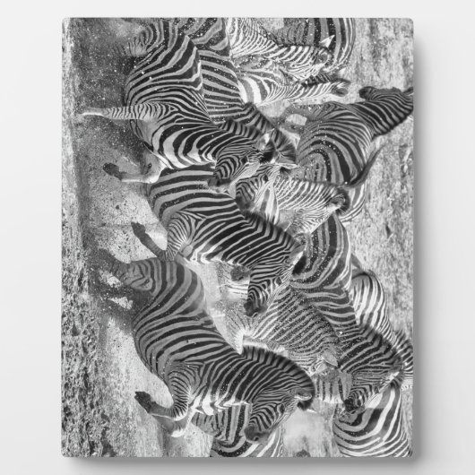 Zebras loopt fotoplaat (Voorkant)