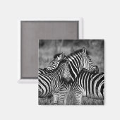 Zebras Magneet (Voorkant / Achterkant)
