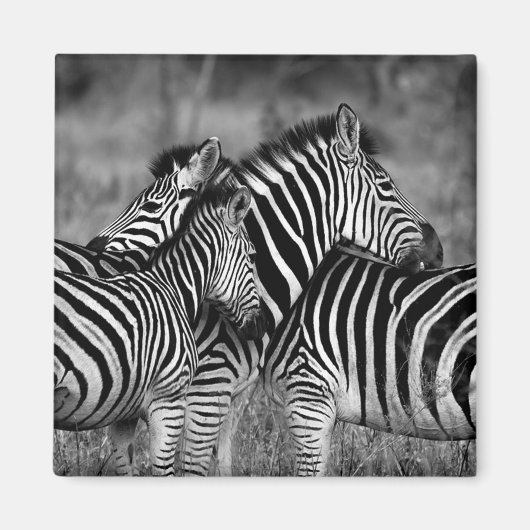 Zebras Magneet (Voorkant)