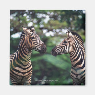 zebras magneet