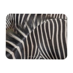 Zebras Magneet