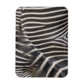 Zebras Magneet (Verticaal)