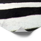 Zebras pakken samen in een veld poster (Hoek)