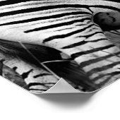 Zebras Poster (Hoek)