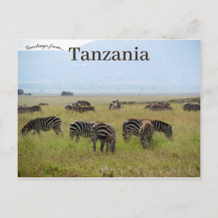 Zebras Serengeti Nationaal Park Safari Tanzania Briefkaart