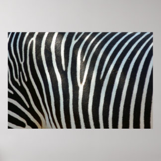 Zebrastripes 1 poster