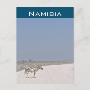 Zèbre, carte postale de Namibie