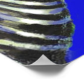 zèbre en bleu - affiche (Coin)