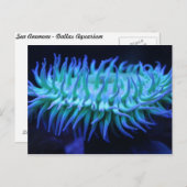 Zee Anemone # 1 Briefkaart (Voorkant / Achterkant)