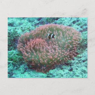 Zee Anemone Briefkaart