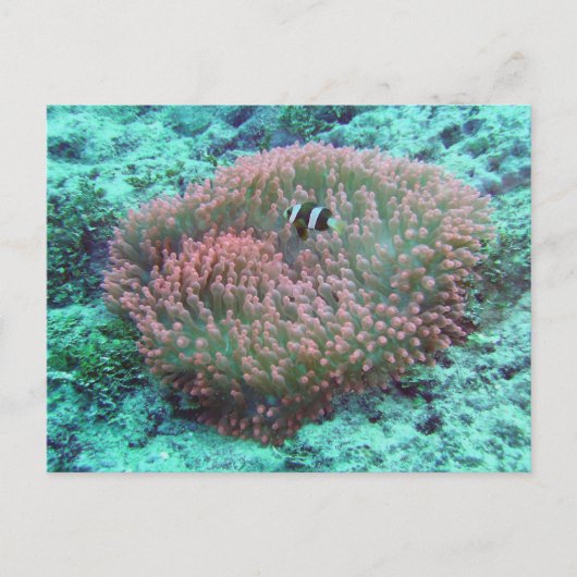 Zee Anemone Briefkaart (Voorkant)