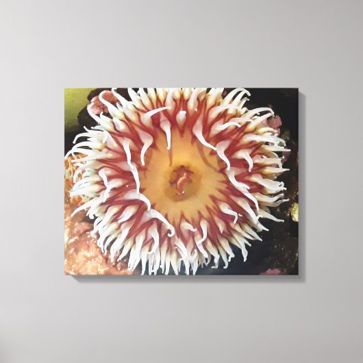 Zee Anemone Canvas Afdruk (Voorkant)