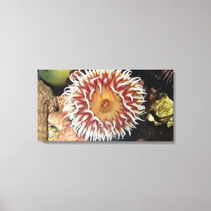 Zee Anemone Canvas Afdruk