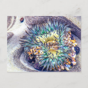 Zee Anemone in het water Briefkaart