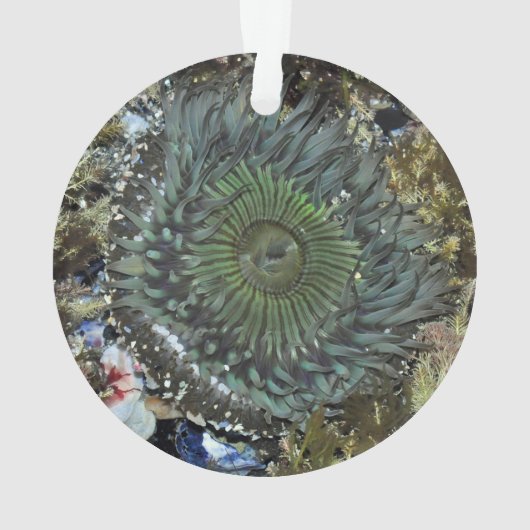 Zee Anemone-kerstversiering Ornament (achterkant)
