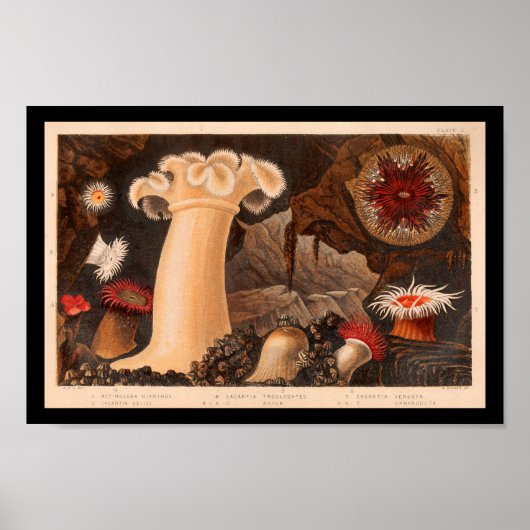 Zee Anemone Marine Life Art print (Voorkant)