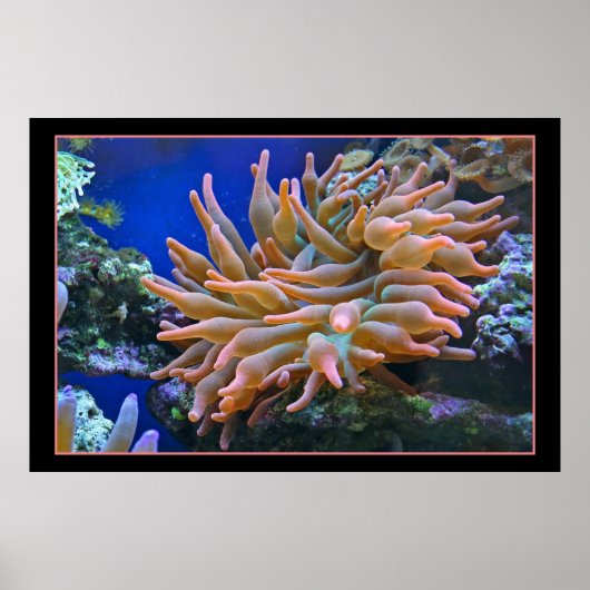 Zee Anemone Poster (Voorkant)