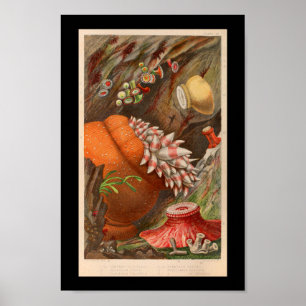 Zee Anemone Red Marine Life Print