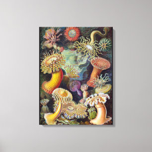 Zee Anemone Wetenschappelijke Natuur Oceaan Canvas Afdruk