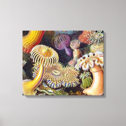 Zee Anemone Wetenschappelijke Natuur Oceaan Canvas Afdruk (Voorkant)
