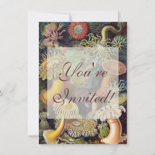 Zee Anemone Wetenschappelijke Natuur Oceaan Kaart