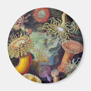 Zee Anemone Wetenschappelijke Natuur Oceaan Magneet