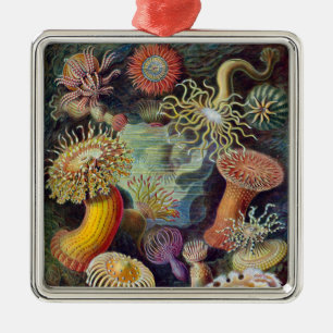 Zee Anemone Wetenschappelijke Natuur Oceaan Metalen Ornament