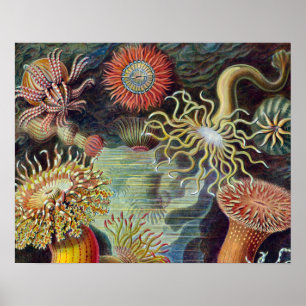 Zee Anemone Wetenschappelijke Natuur Oceaan Poster