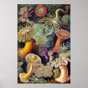 Zee Anemone Wetenschappelijke Natuur Oceaan Poster