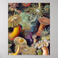 Zee Anemone Wetenschappelijke Natuur Oceaan