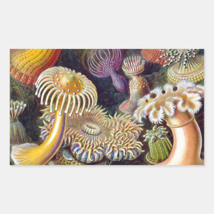Zee Anemone Wetenschappelijke Natuur Oceaan Rechthoekige Sticker