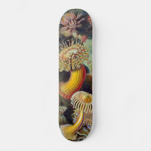 Zee Anemone Wetenschappelijke Natuur Oceaan Skateboard