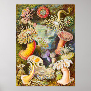 Zee Anemonen, 1904 door Haeckel Poster