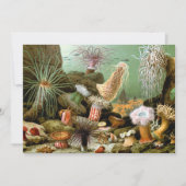 Zee Anemonen,  Marine Life Ocean Animals (Voorkant)