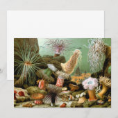 Zee Anemonen,  Marine Life Ocean Animals (Voorkant / Achterkant)