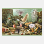 Zee Anemonen, Marine Life Ocean Animals Inpakpapier Vel (Voorkant 3)