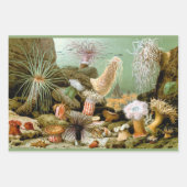 Zee Anemonen, Marine Life Ocean Animals Inpakpapier Vel (Voorkant)