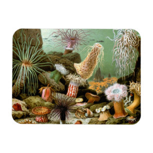 Zee Anemonen,  Marine Life Ocean Animals Magneet