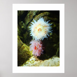 Zee anemonen poster