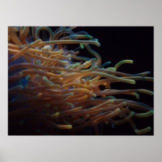 Zee anemonen poster