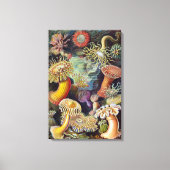 Zee Anemones, Actiniae, ingediend door Ernst Haec Canvas Afdruk (Voorkant)