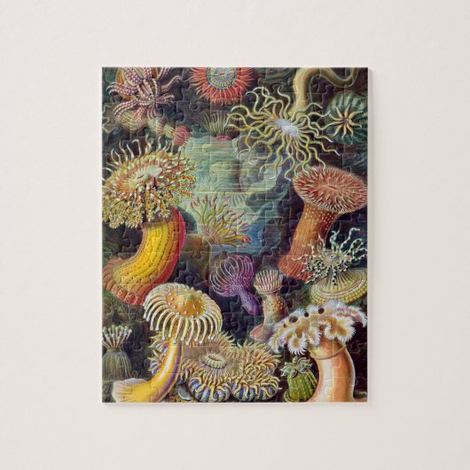  Zee Anemones, Actiniae, ingediend door Ernst Haec Legpuzzel (Verticaal)