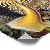 Zee Anemones, Actiniae, ingediend door Ernst Haec Poster (Hoek)