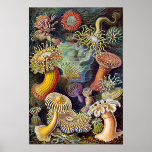 Zee Anemones, Actiniae, ingediend door Ernst Haec Poster