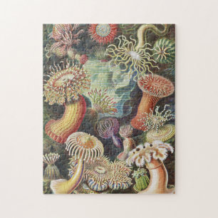 Zee Anemones, Actiniae Seeanemonen Ernst Haeckel Legpuzzel