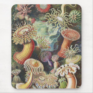 Zee Anemones, Actiniae Seeanemonen Ernst Haeckel Muismat