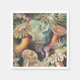 Zee Anemones, Actiniae Seeanemonen Ernst Haeckel Servet