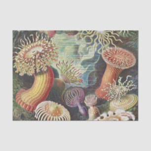 Zee Anemones, Actiniae Seeanemonen Ernst Haeckel Tissuepapier